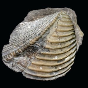 TRigonia sp_Małż_POlska_89